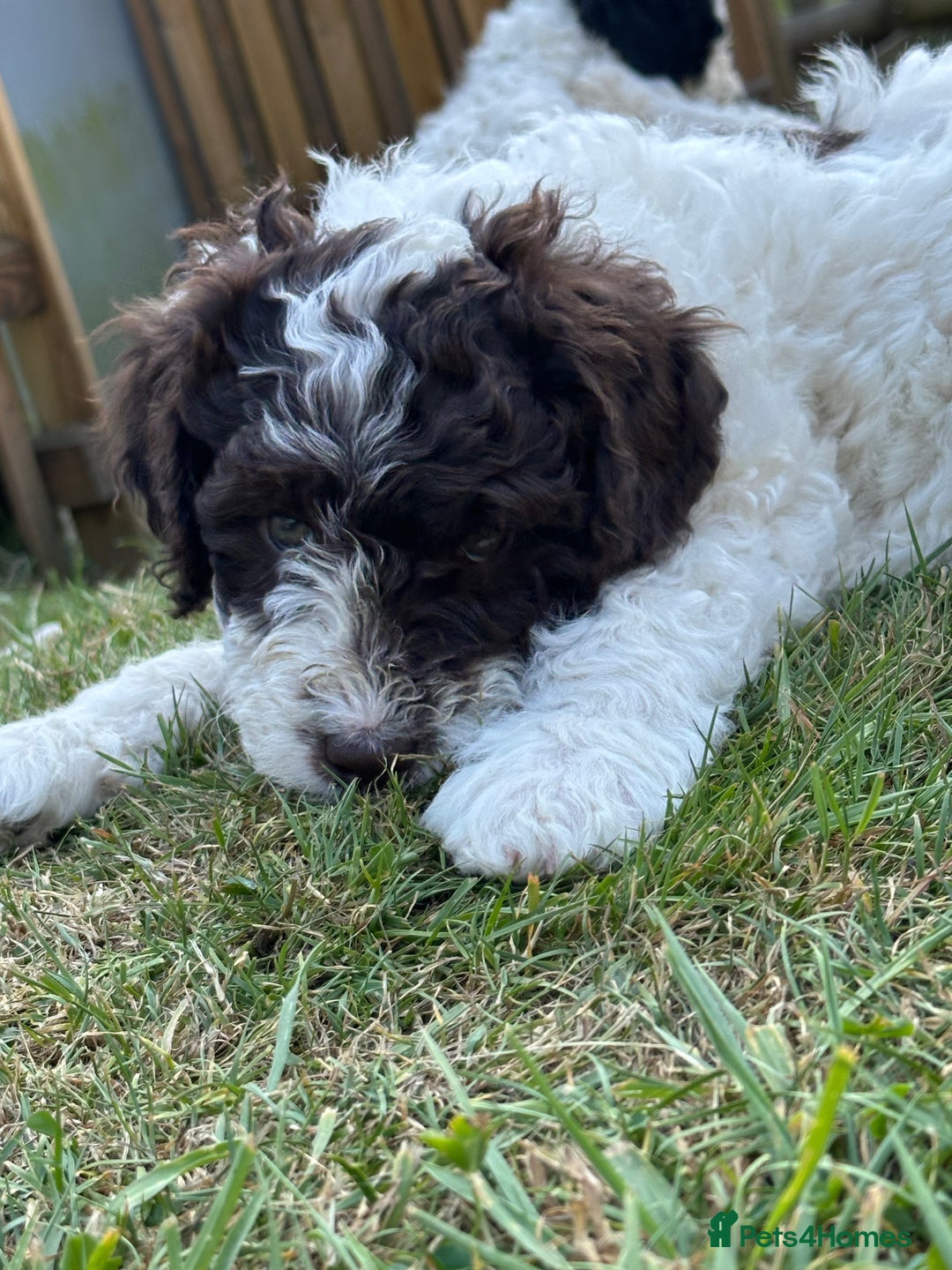 Labradoodle dogs for sale: Beautiful Puppies Ready for the Summer Holidays - Image 26