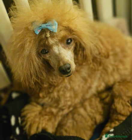 Toy Poodle dogs ❤️Cruft show🐩 Stunning red*serbian imp*show dogs* - Advert 6