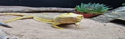Bearded Dragon reptiles for sale: Baby bearded dragons in Hitchin - Advert 3