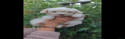 Coton De Tulear dogs for sale: Gorgeous Coton de Tulear puppies KC registered - Advert 4