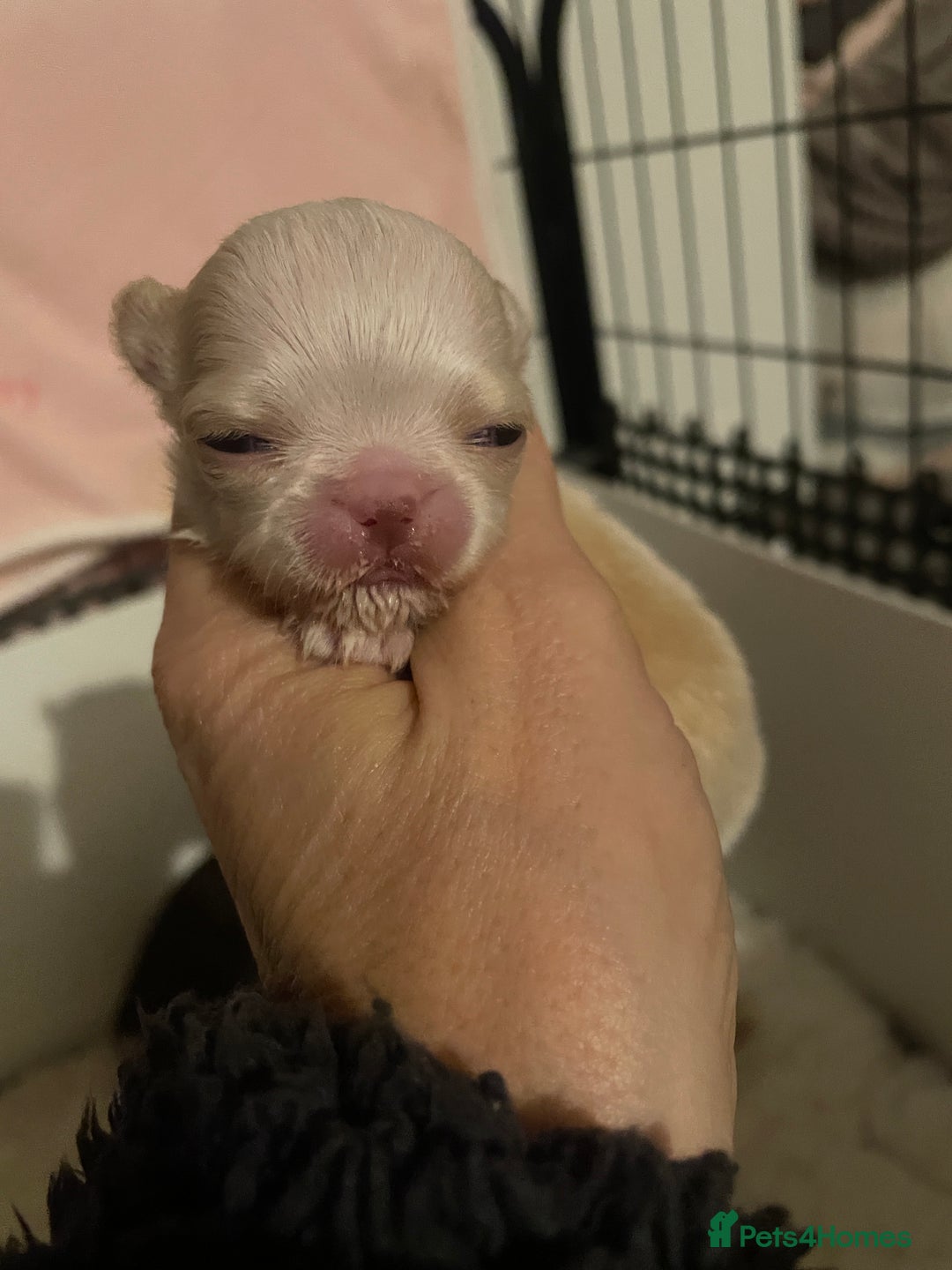 Chihuahua dogs for sale: Gorgeous , tiny Longcoat Boy Kc 🌟🌟🌟🌟🌟 - Advert 8