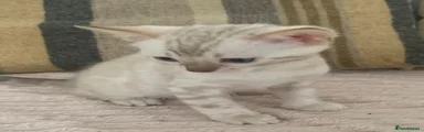 Bengal Kitten 3
