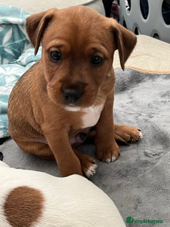 Mixed Breed dogs - Advert 3