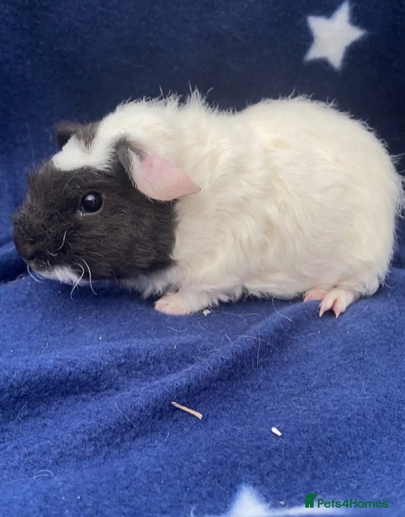 Guinea Pig rodents Beautiful Baby Guineapigs  - Advert 22