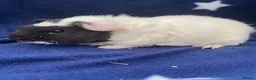 Guinea Pig rodents for sale: Beautiful Baby Guineapigs  - Advert 1