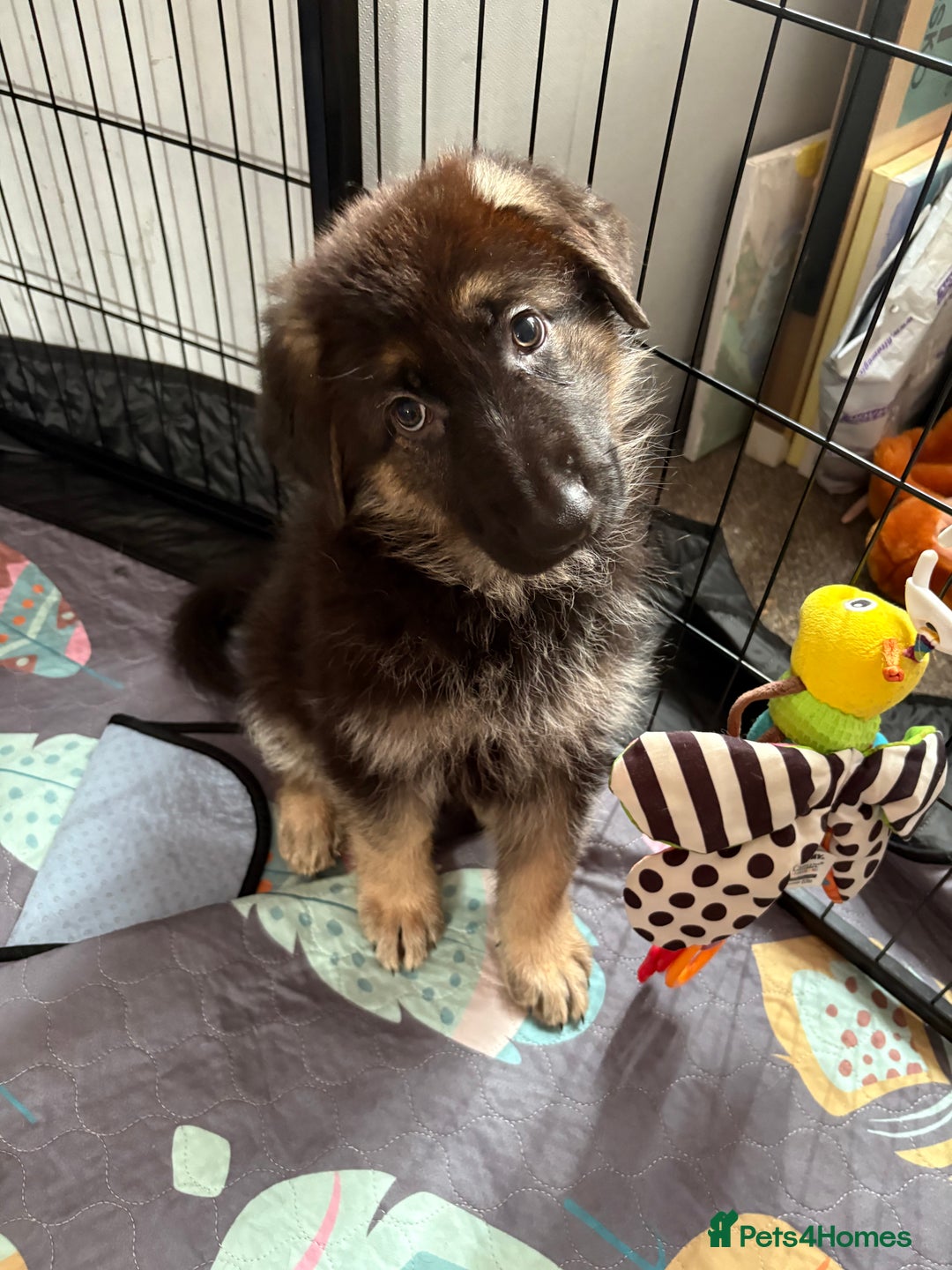 German Shepherd dogs for sale: Ready to leave kc reg big boned health tested gsd - Image 6