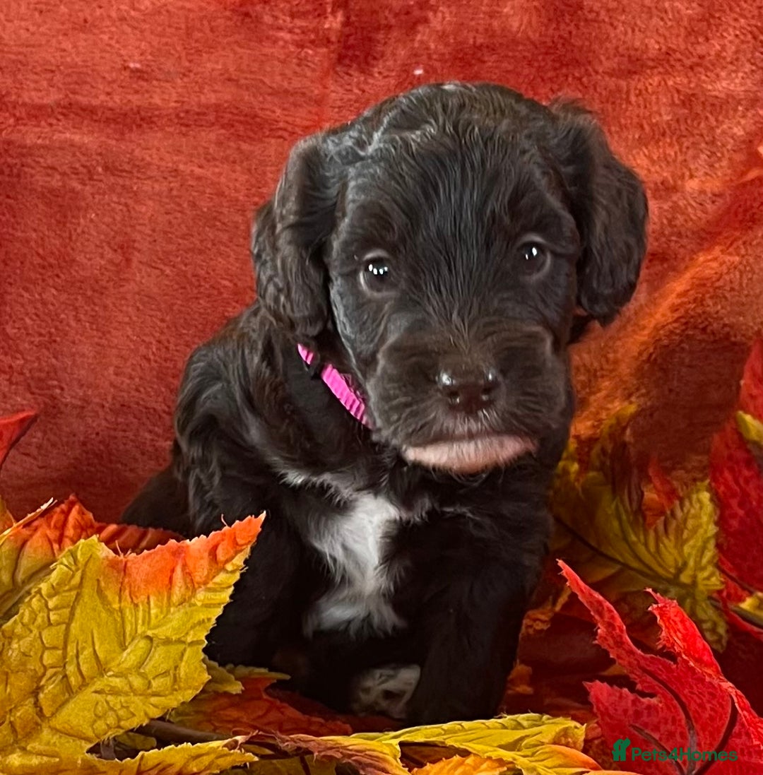 Cockapoo dogs for sale: Stunning F1 Cockapoos  - Advert 5