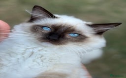 Ragdoll cats for sale: 5 beautiful Ragdoll kittens- 6 months old - Image 16