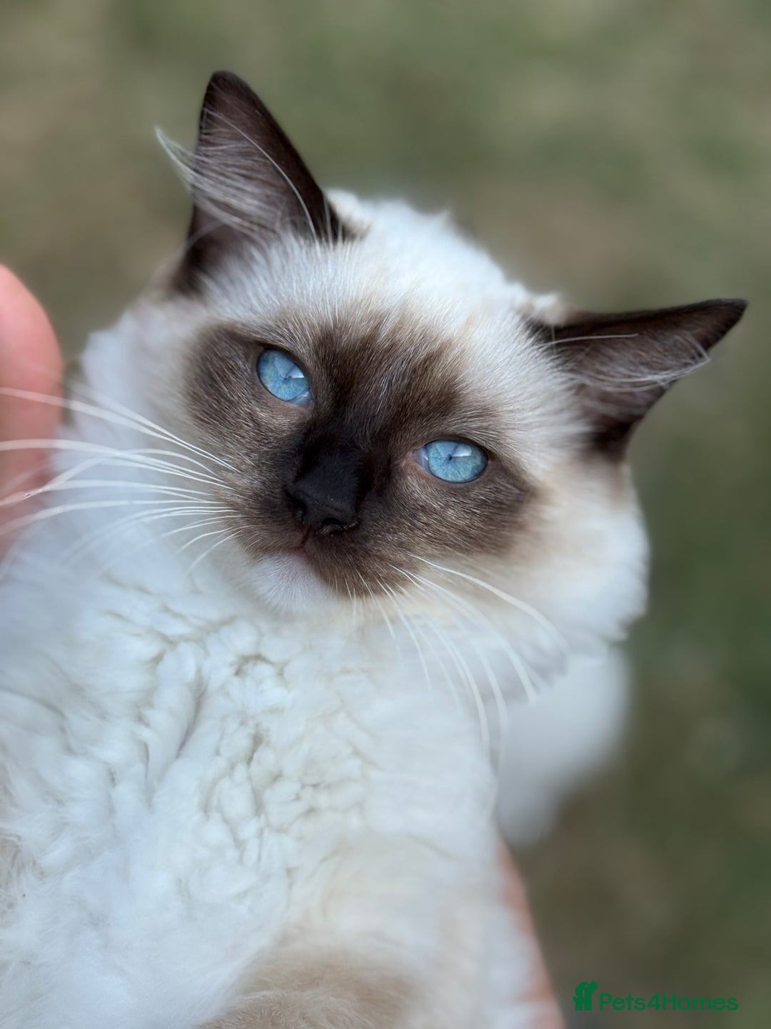 Ragdoll cats for sale: 5 beautiful Ragdoll kittens- 6 months old - Image 16