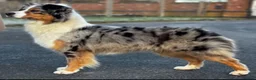 Australian Shepherd dogs for sale: Fully health tested KC registered showline Aussies - Advert 6