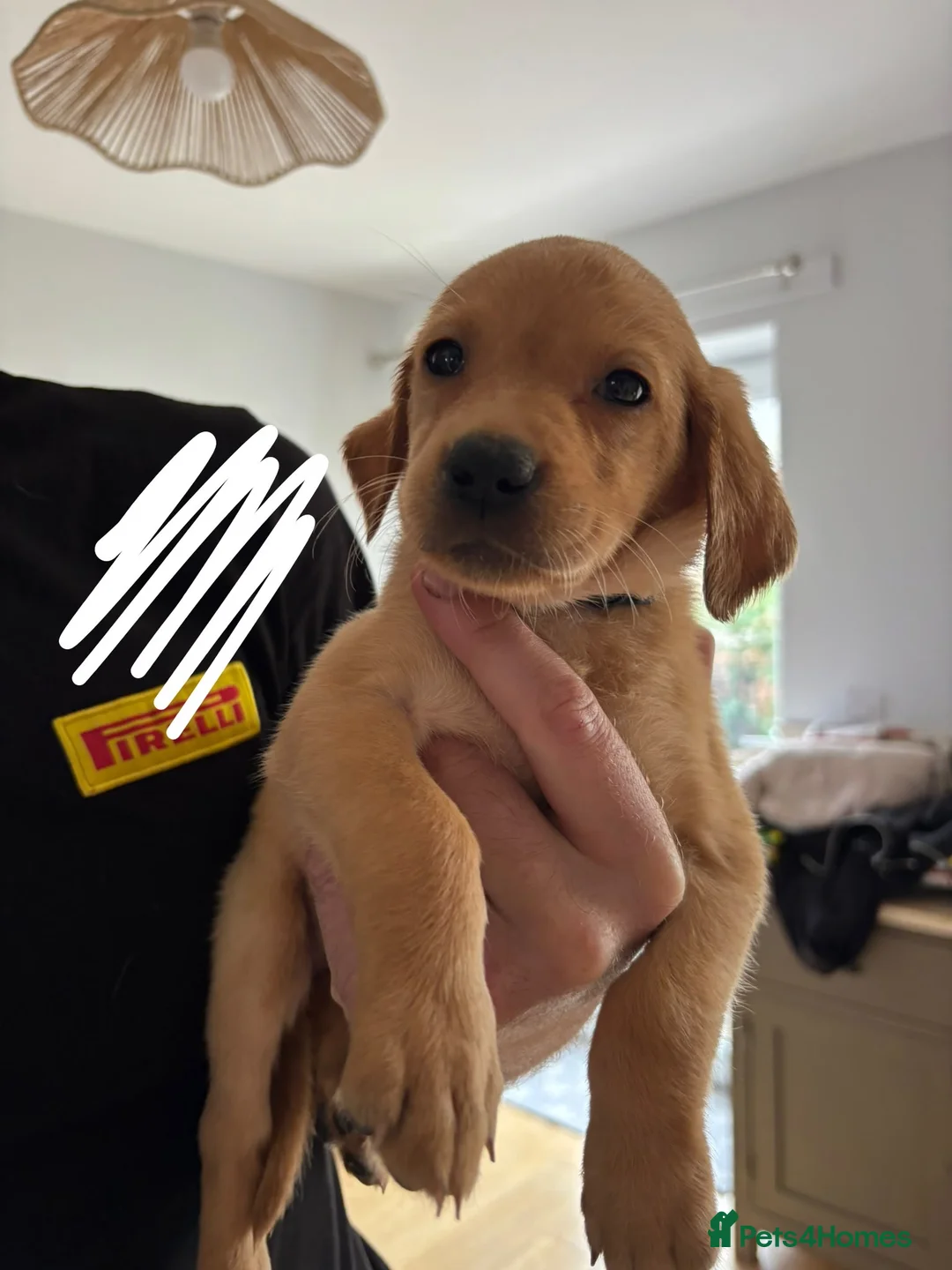 Labrador Retriever dogs for sale: Golden Labrador puppies (shorthair) - Advert 2