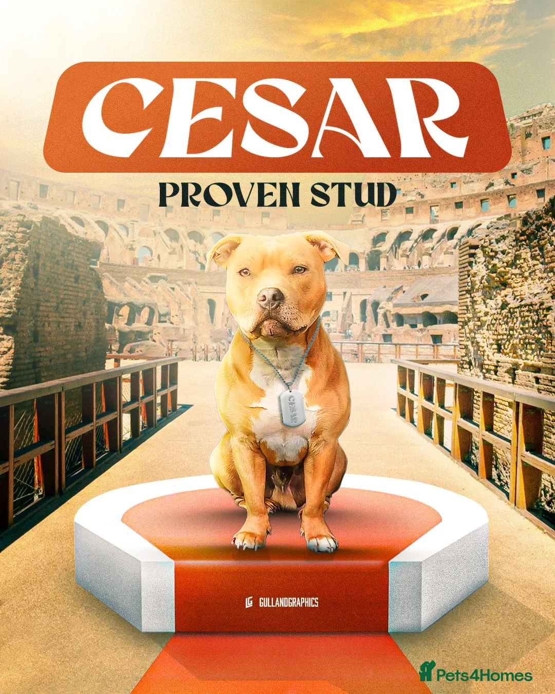 Staffordshire Bull Terrier dogs for stud: BLUE FAWN Staffordshire Bull Terrier Stud in Port Glasgow - Advert 1