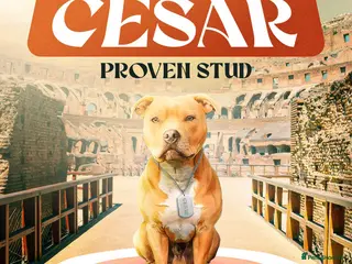 Staffordshire Bull Terrier dogs BLUE FAWN Staffordshire Bull Terrier Stud in Port Glasgow - Advert 2