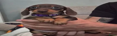 Miniature Dachshund 4