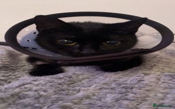 Domestic Shorthair cats for sale: Patrisha needs a home  - Image 1