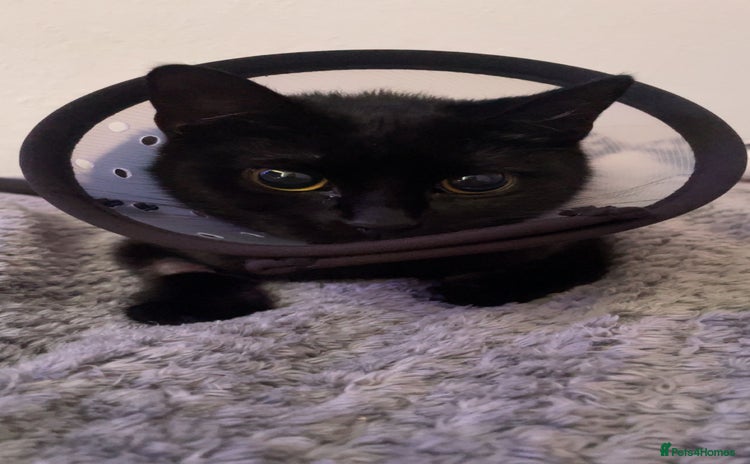Domestic Shorthair cats - Advert 1