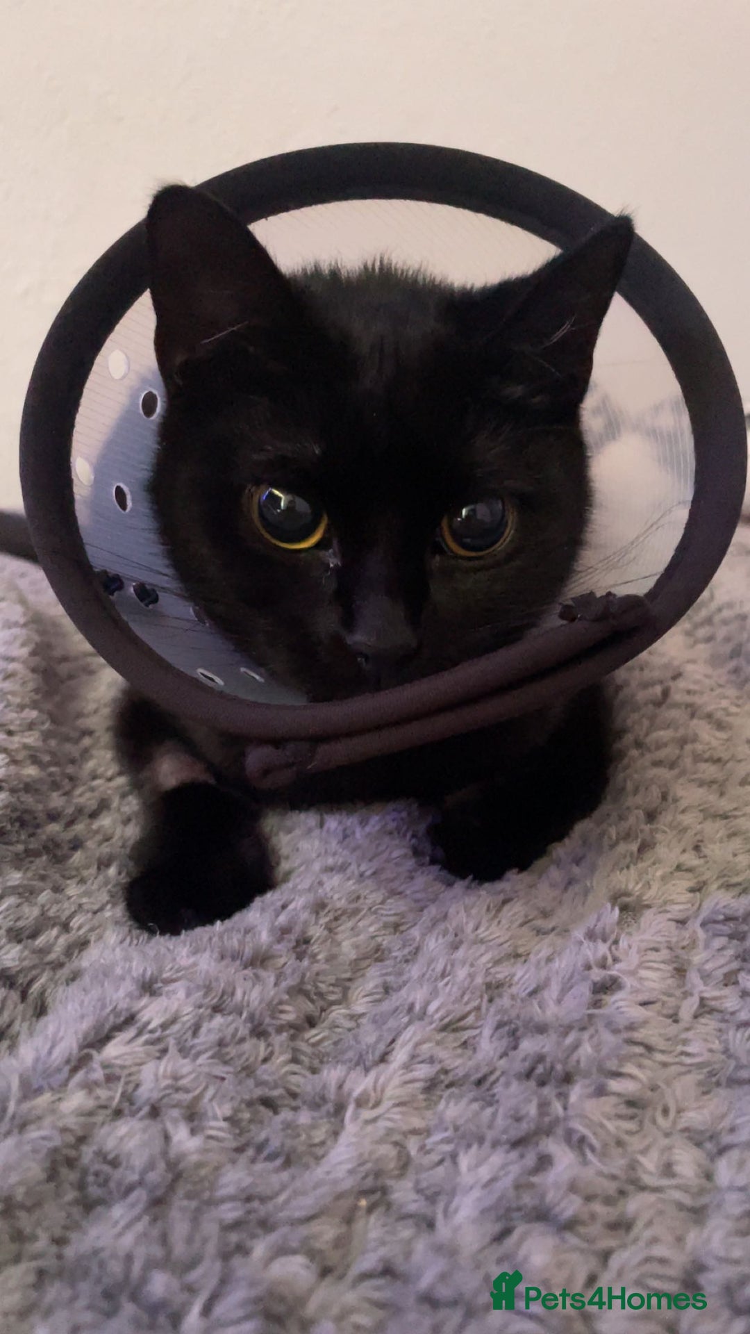 Domestic Shorthair cats for sale: Patrisha needs a home  - Image 1