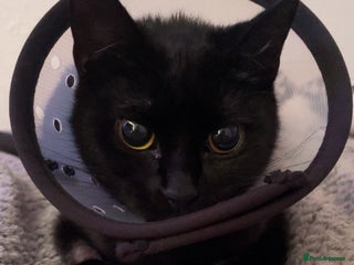 Domestic Shorthair cats - Advert 28