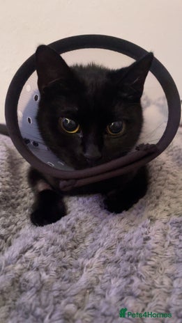 Domestic Shorthair cats - Advert 11