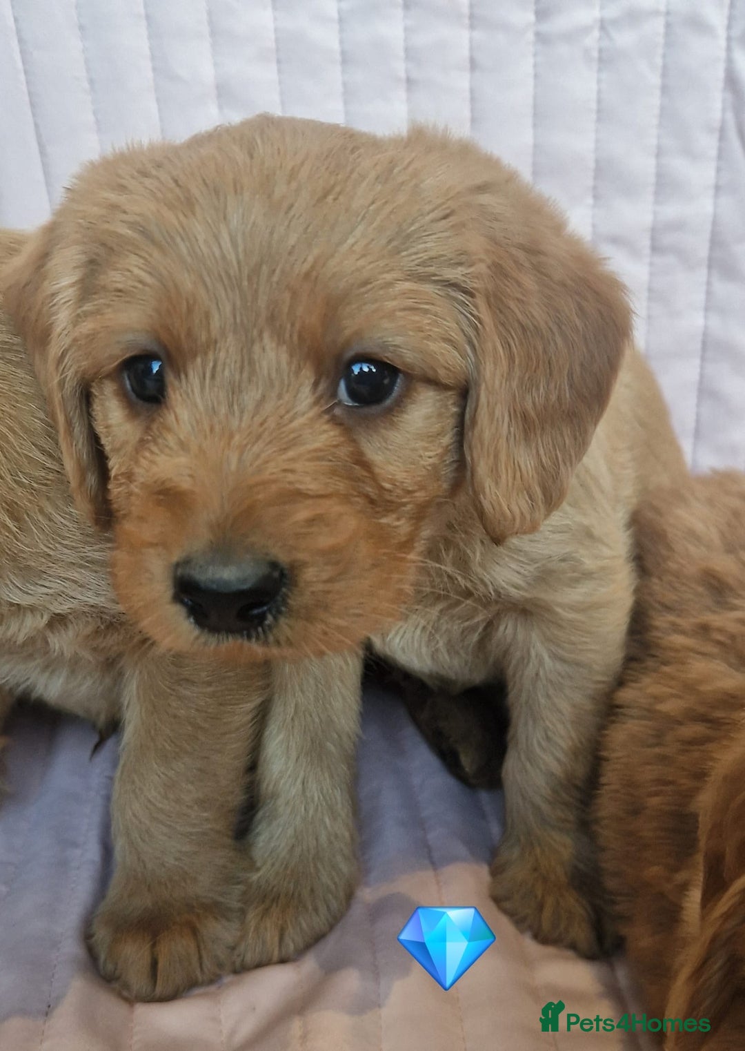 Labradoodle dogs for sale: Beautiful F1 Labradoodles - Advert 12