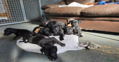 Patterdale Terrier dogs - Advert 4