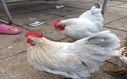Hens poultry for sale: Chickens for sale - Image 9