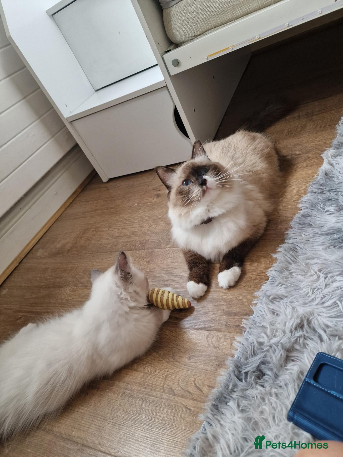 Ragdoll cats 1 male and 1 female Ragdoll kittens  - Advert 6