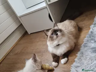 Ragdoll cats 1 male and 1 female Ragdoll kittens - Advert 6