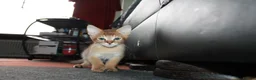 Chausie cats for sale: CHAUSIE F6  - Advert 4