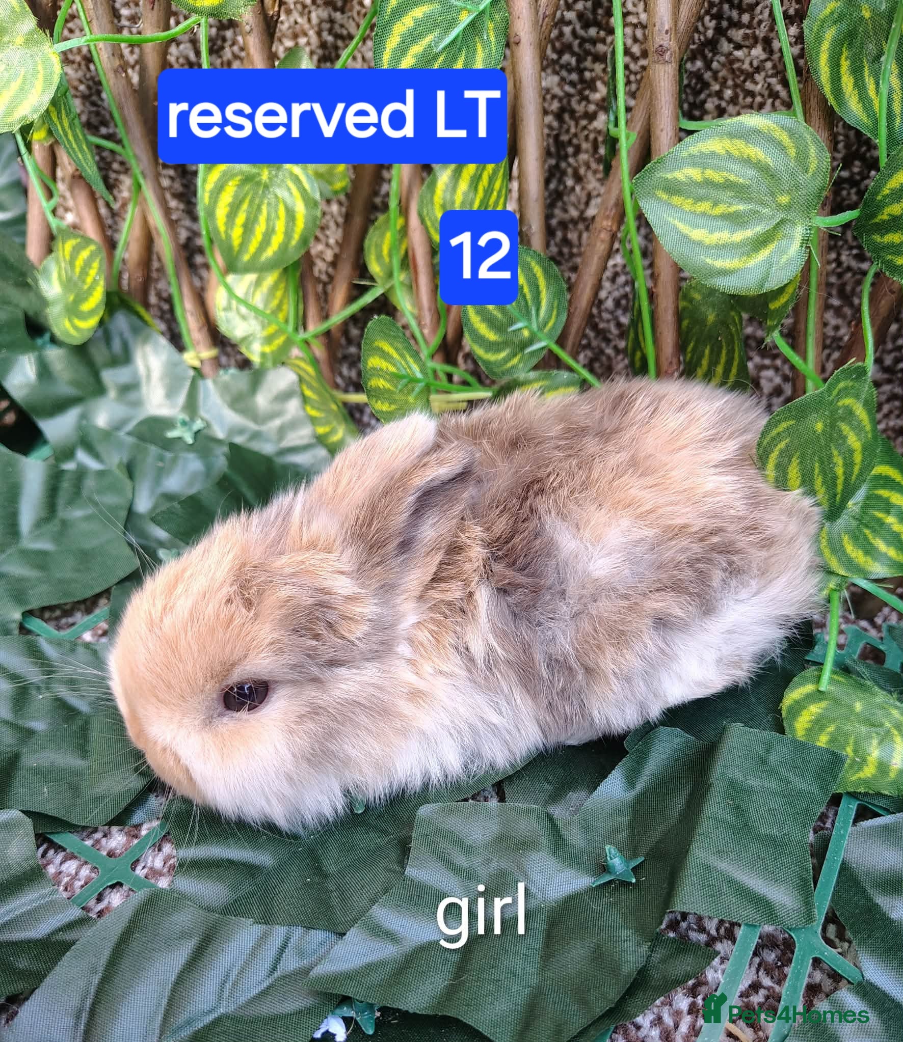 Mini Lop rabbits Mini lop babies ready 9 May - Advert 11