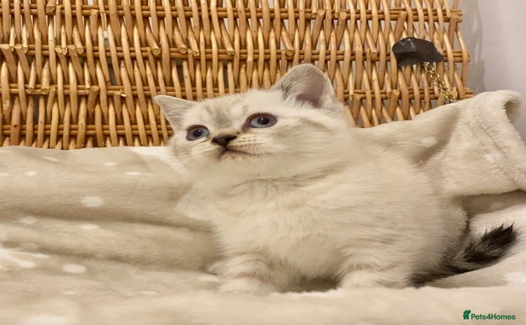 British Shorthair cats 🧸EXCEPTIONAL QUALITY PURE BREED BSH TEDDY BEARS🧸 - Advert 9