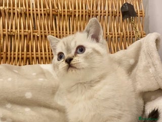 British Shorthair cats 🧸EXCEPTIONAL QUALITY PURE BREED BSH TEDDY BEARS🧸 - Advert 16