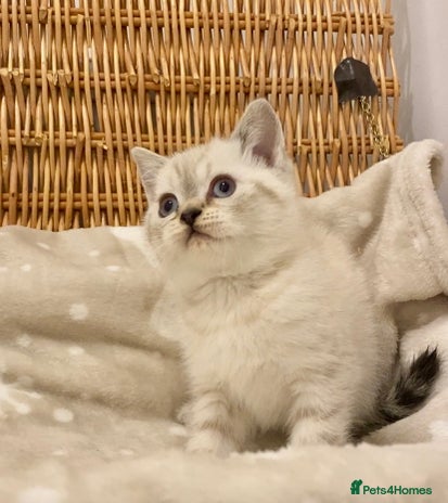 British Shorthair cats 🧸EXCEPTIONAL QUALITY PURE BREED BSH TEDDY BEARS🧸 - Advert 9