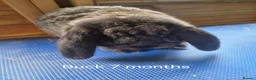 French Lop rabbits for sale: 6 show type french lops  - Advert 11
