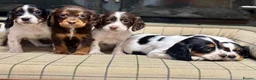 Cocker Spaniel dogs for sale: Stunning KC Cocker Spaniel Puppies  - Advert 10