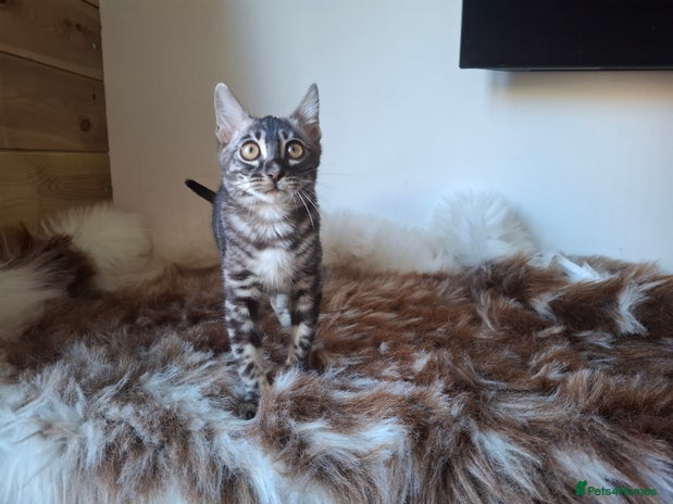 Bengal cats Stunning bengal kittens TICA reg - Advert 2