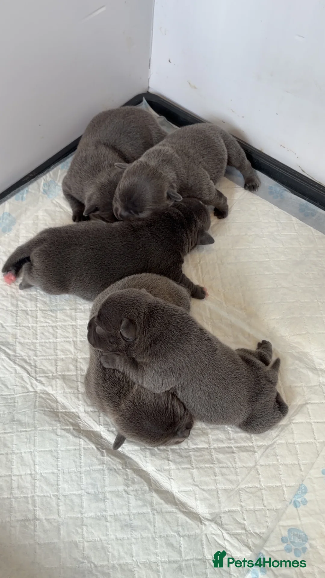 Staffordshire Bull Terrier dogs for sale: Beautiful Blue KC reg staff pups - Advert 1