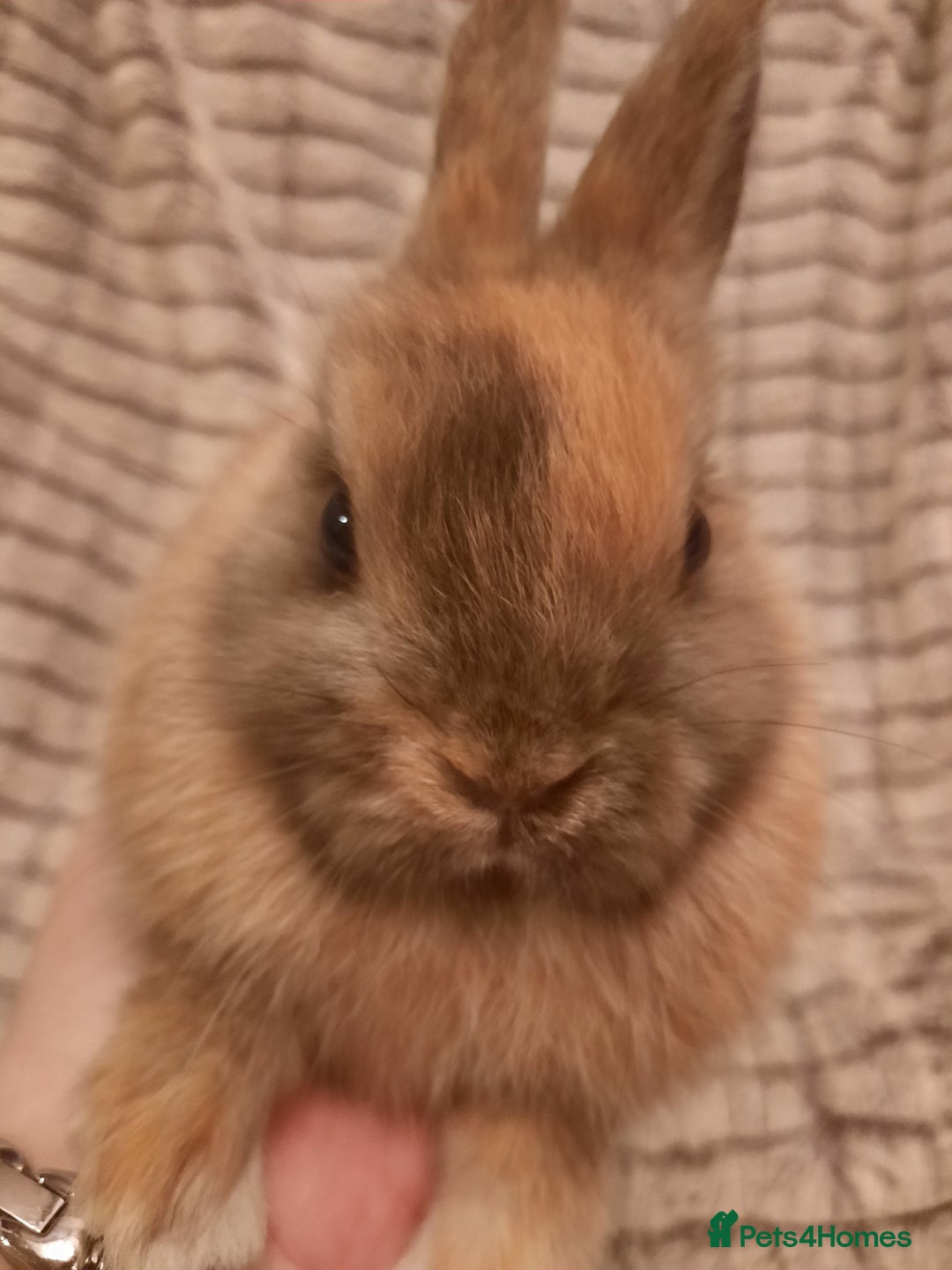 Netherland Dwarf rabbits for sale: Five Litters Of Netherland Dwarf Babies  - Image 4