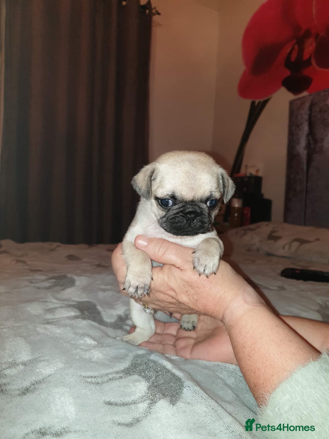 Pug dogs for sale: Pug puppies  - Advert 2