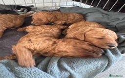 Cockapoo dogs for sale: Cockapoo babies  - Image 9