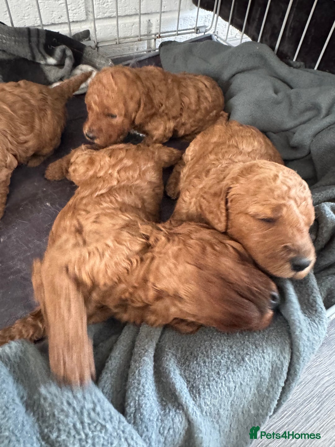 Cockapoo dogs for sale: Cockapoo babies  - Image 9