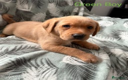 Labrador Retriever dogs for sale: Beautiful Light / fox red Labrador Retriever pups - Advert 10