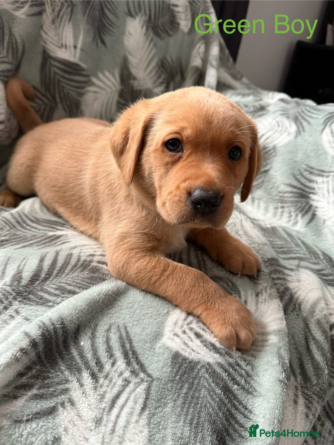 Labrador Retriever dogs for sale: Beautiful Light / fox red Labrador Retriever pups - Advert 10