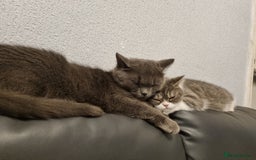 British Shorthair cats for sale: Meet the Dolly's Mom and daughter duo - Image 5