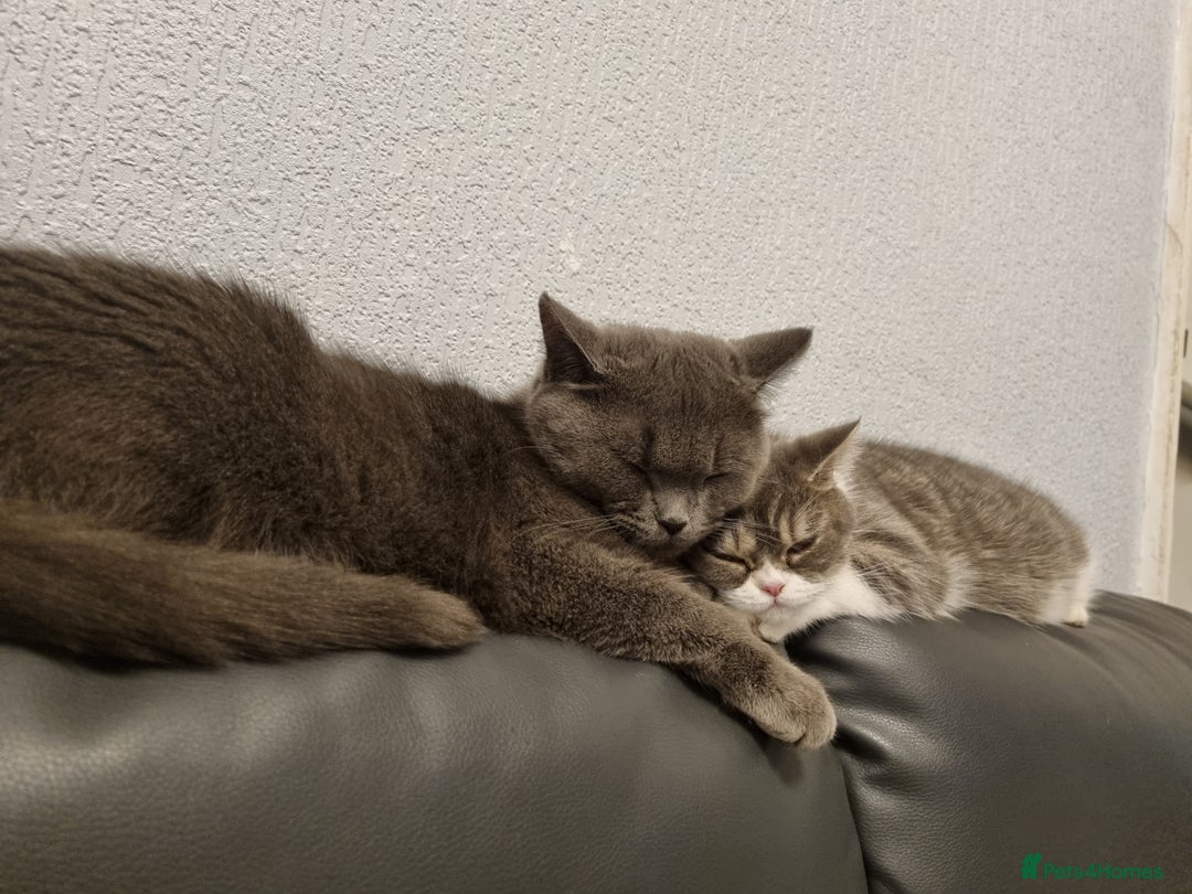 British Shorthair cats for sale: Meet the Dolly's Mom and daughter duo - Image 5