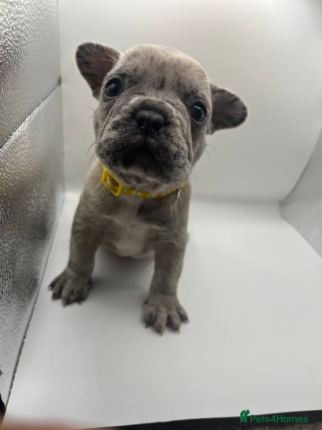 French Bulldog dogs for sale: French bulldog puppies - Advert 28