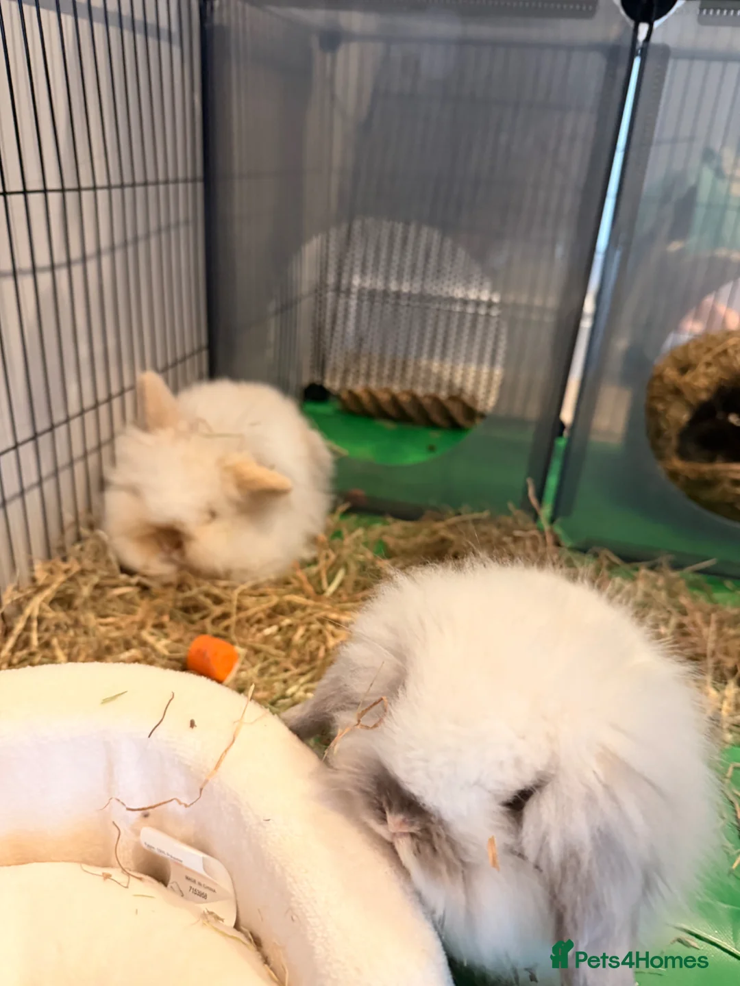 Mini Lion Lop rabbits for sale: 2x Double Maned Male Lion Lop Rabbits in Chichester - Advert 4
