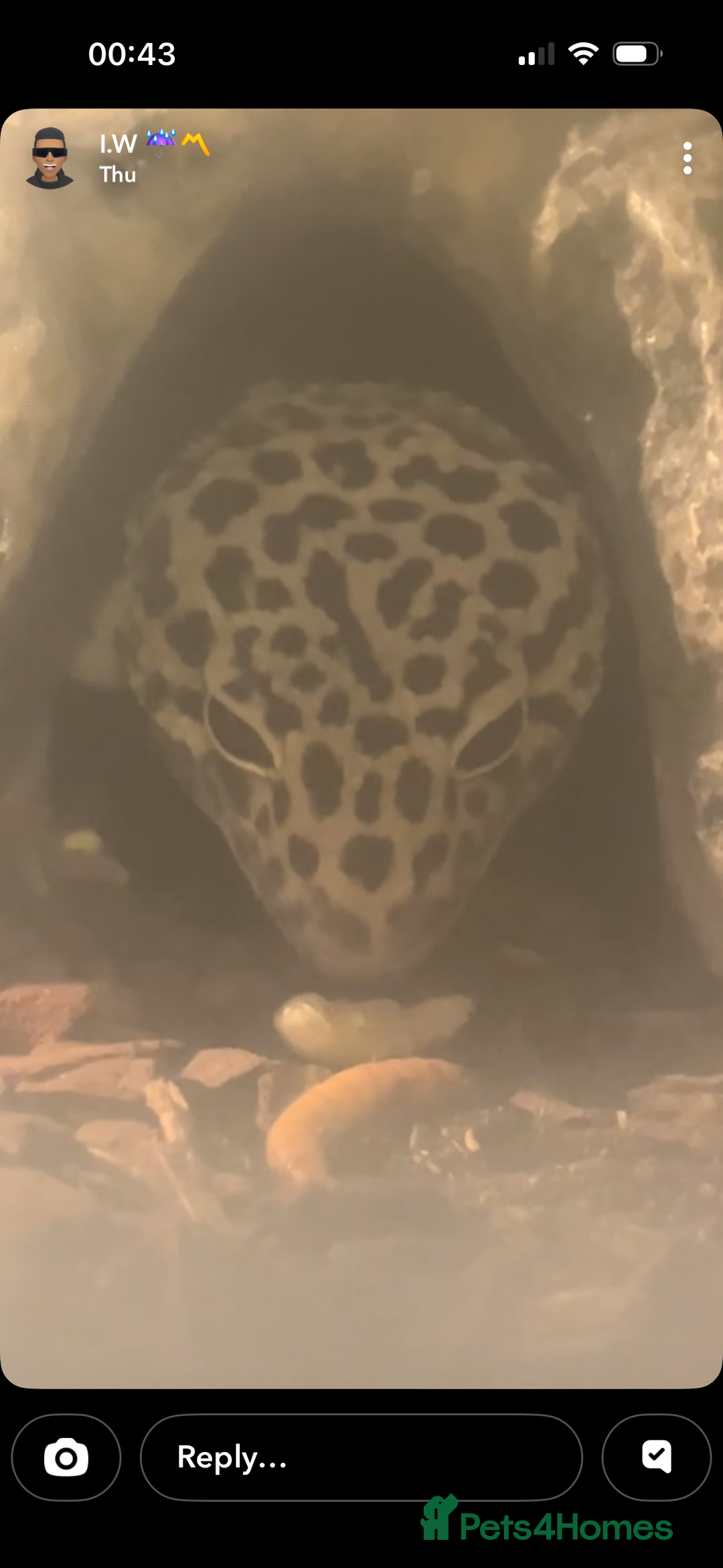 Leopard Gecko reptiles for sale: Leopard gecko  - Advert 2