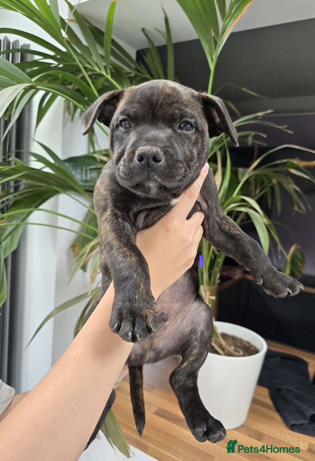 Staffordshire Bull Terrier dogs for sale: Champion Bloodline KC registered staffy puppies🐶  in Manchester - Image 8