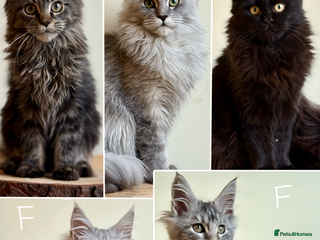 Maine Coon cats - Advert 4